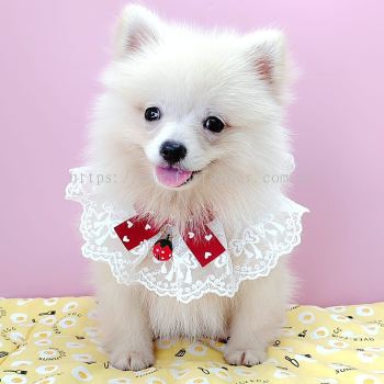 Pomeranian 博美