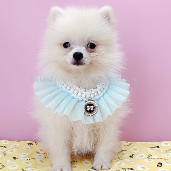 Pomeranian 博美