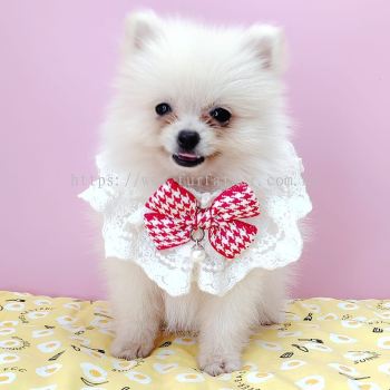 Pomeranian 博美