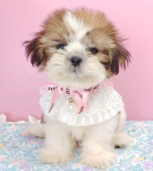 Shih Tzu 西施