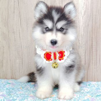 Wooly Husky 哈士奇