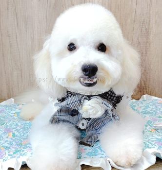 Maltipoo 马尔泰迪