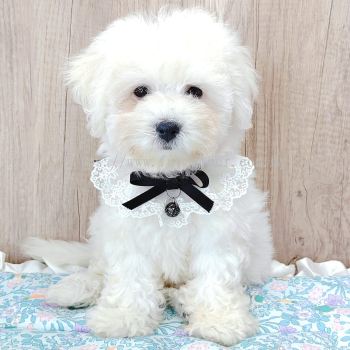 Bichon Frise 比熊