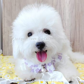 Bichon Frise 比熊