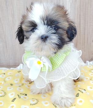 Shih Tzu 西施