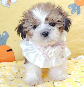 Shih Tzu 西施