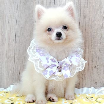 Pomeranian 博美