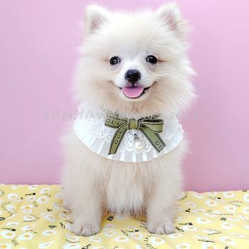 Pomeranian 博美