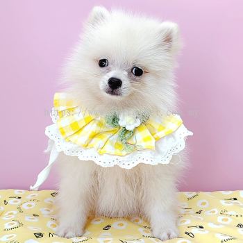 Pomeranian 博美