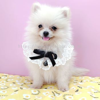 Pomeranian 博美