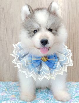 Wooly Husky 哈士奇