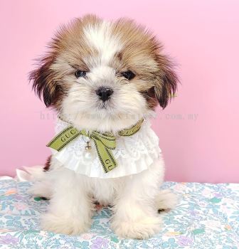 Shih Tzu 西施