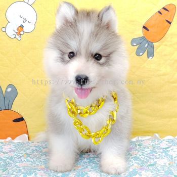 Wooly Husky 哈士奇