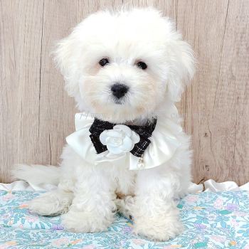 Bichon Frise 比熊