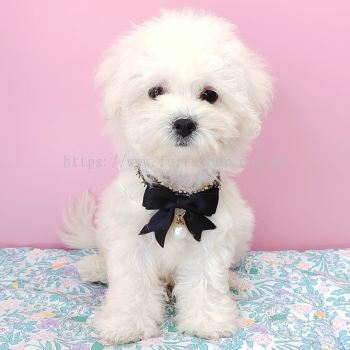 Bichon Frise 比熊