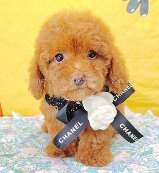 Poodle 泰迪贵宾