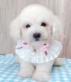 Maltipoo 马尔泰迪