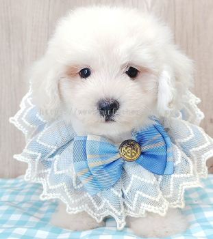 Maltipoo 马尔泰迪