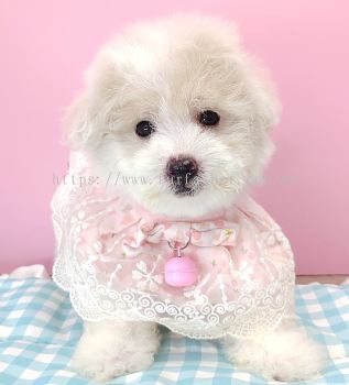 Maltipoo 马尔泰迪