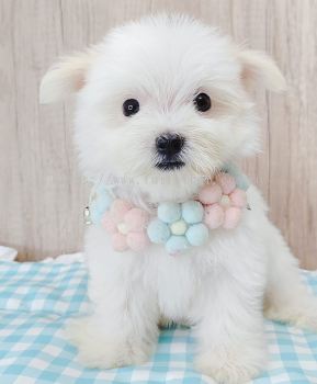 Maltipoo 马尔泰迪