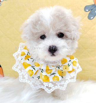 Maltipoo 马尔泰迪