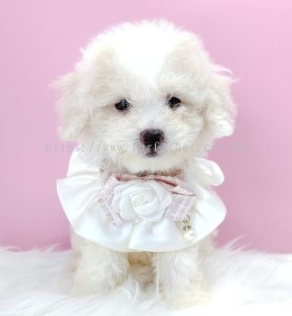 Maltipoo 马尔泰迪