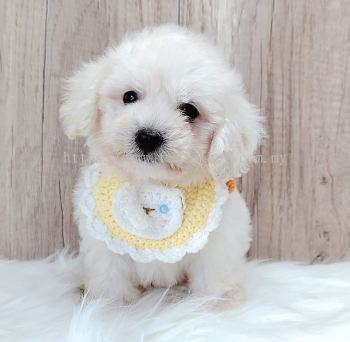 Maltipoo 马尔泰迪