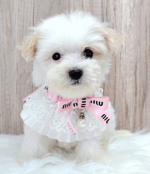 Maltipoo 马尔泰迪