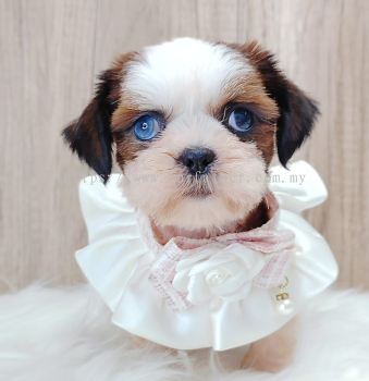 Shih Tzu 西施