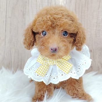 Poodle 泰迪贵宾