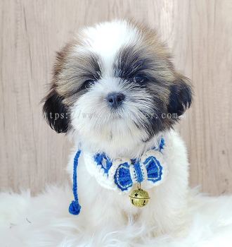 Shih Tzu 西施