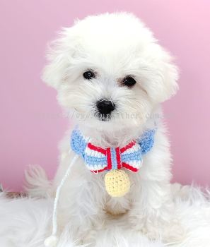 Bichon Frise 比熊