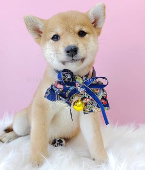 Shiba Inu 柴犬