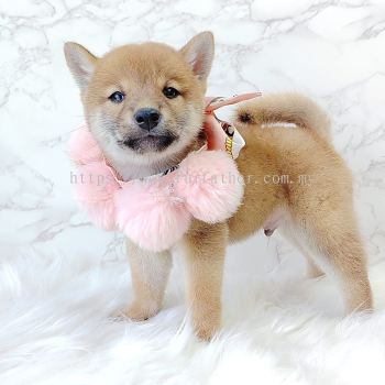 Shiba Inu 柴犬