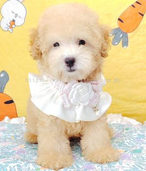 Poodle 泰迪贵宾