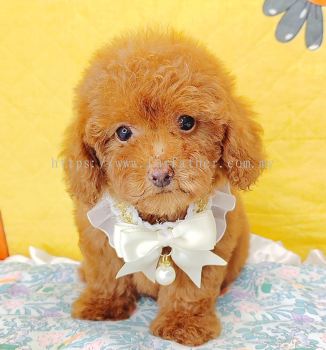 Poodle 泰迪贵宾