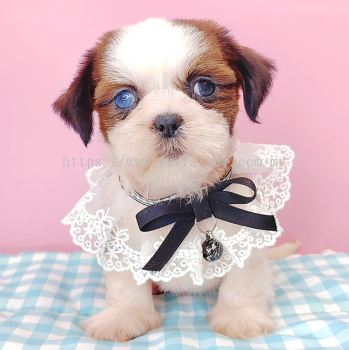 Shih Tzu 西施