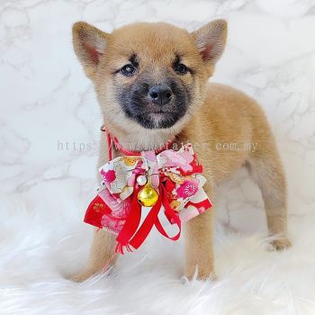 Shiba Inu 柴犬