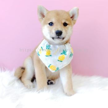 Shiba Inu 柴犬