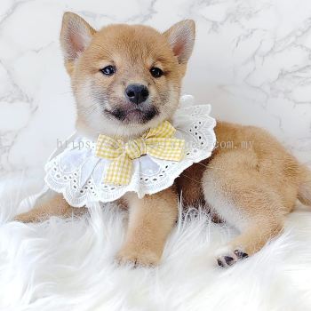 Shiba Inu 柴犬