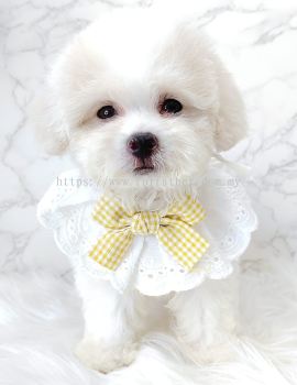 Maltipoo 马尔泰迪