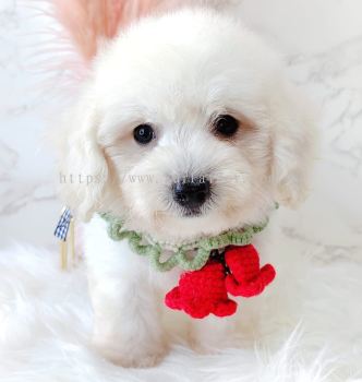 Maltipoo 马尔泰迪