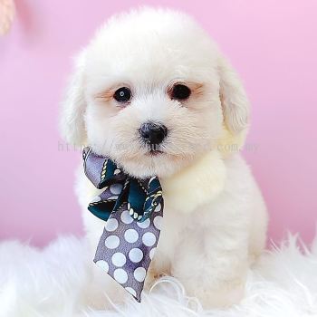 Maltipoo 马尔泰迪