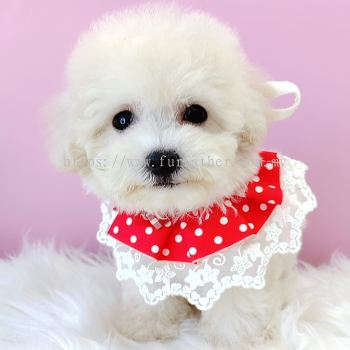 Maltipoo 马尔泰迪