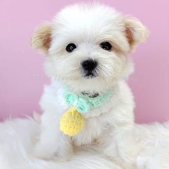 Maltipoo 马尔泰迪