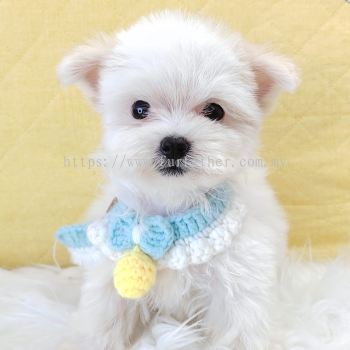 Maltipoo 马尔泰迪