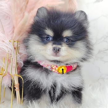 Pomeranian 博美