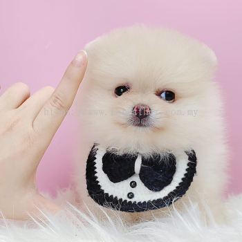 Pomeranian 博美