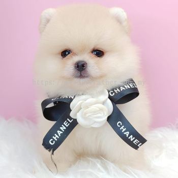 Pomeranian 博美