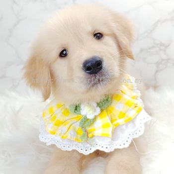 Golden Retriever 黄金猎犬